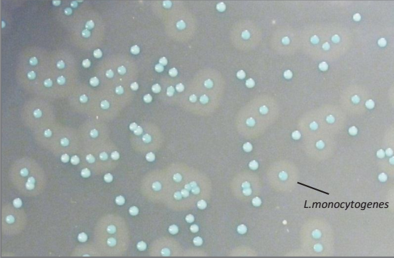 Каталог CHROMagar AOLA - для обнаружения, подсчета и изоляции Listeria monocytogenes